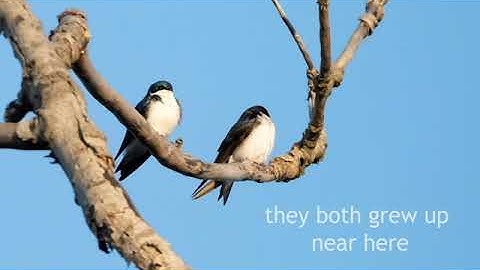 Tree Swallows (a love story)