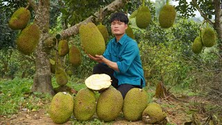 2 Years alone in the forest, Harvesting Jackfruit, Go to the market to sell