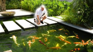 How do you Get Rid of Algae in a Koi Pond?