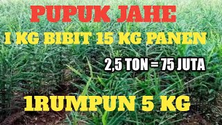 gila!! budidaya jahe 1 kg bibit jadi 15 kg dengan pupuk ini