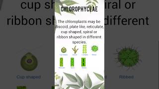 CHLOROPHYCEAE | NEET 2026 Plant kingdom part 2 #neet2026 #biology #science #class11