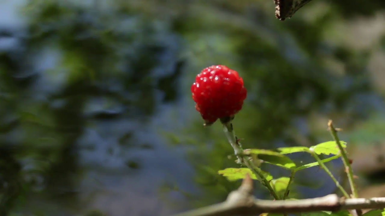 B-Roll Stock Footage Video 1080p Park Camping Waterfall Medina Lake Paradise Canyon Texas 50 A Night