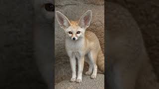 This is a Fennec fox (Vulpes zerda), the smallest fox species in the#shorts #wildlife