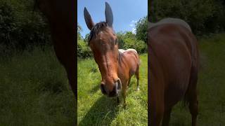 Unsere zwei Blindis♥️ #blindespferd #horse #equestrian #pferde #pony