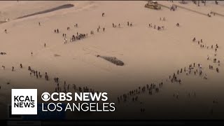 Gray whale washes ashore in Huntington Beach