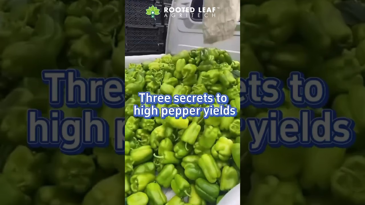 3 Secrets to High Pepper Yields! Video created by @gardendug 