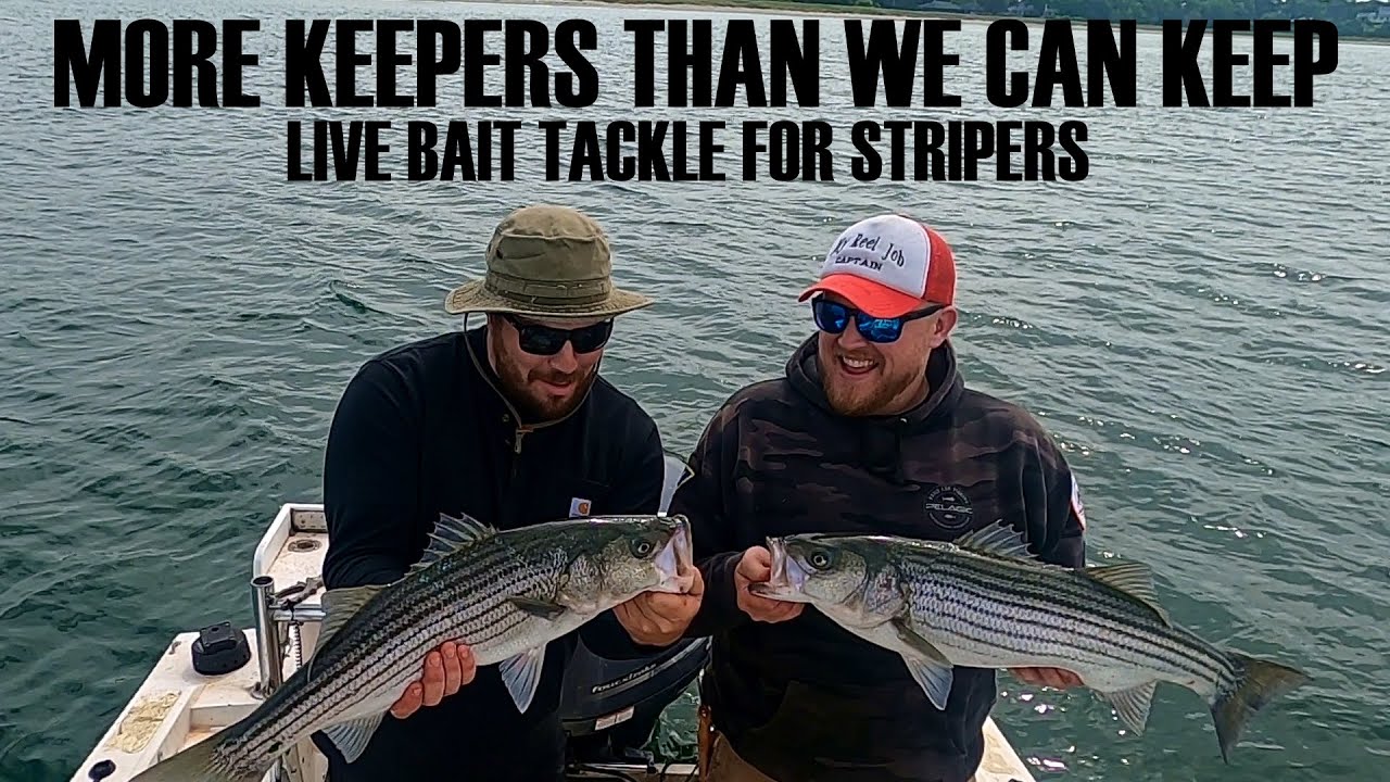 Striped Bass Fishing in Maine, Tackle and Gear, caught so many keepers we  had to let some go. 