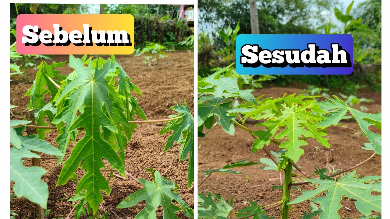 Cara Mengatasi indikasi Awal terserang  layu Fusarium pada Tanaman pepaya