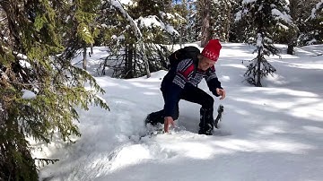 Capercaillie Buried in Snow  || ViralHog