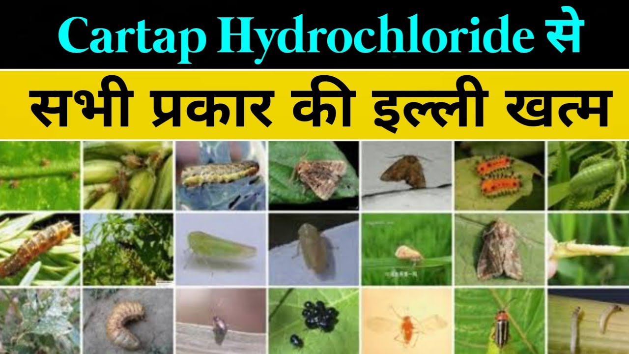 Cartap Hydrochloride का इतना दम 🐛🪲