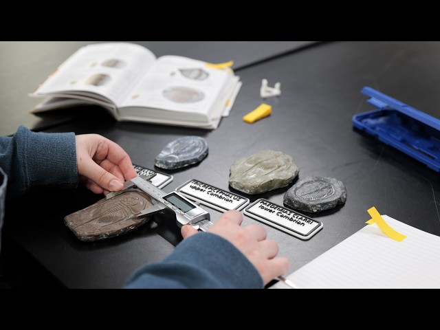 Fossils - Richard D. Little Geology Collection