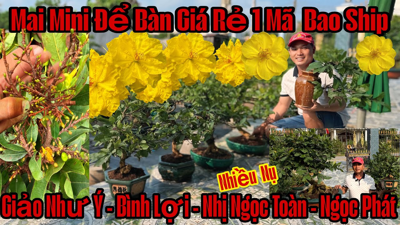 19/1☎️0987419023☎️🌲Mai Vàng Chơi Tết Giá Rẻ🌲Siêu Bông Ngọc Phát-Nhị Ngọc Toàn-Giảo Như Ý-Siêu Nụ...🌲