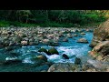 Relaxing River Sounds to Reduce Stress in a Deep Forest – Deep Relaxation – Feel Inner Peace