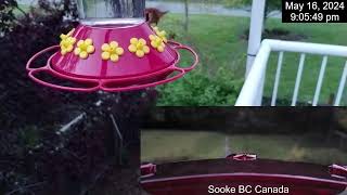 Hummingbirds Live   May 16 2024