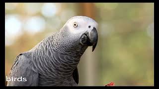 You Won’t Believe These Birds Exist! 🔥 (Cutest Creatures Ever screenshot 5