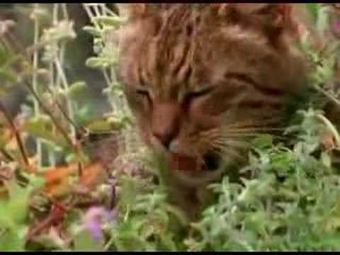 Video: Reacciones De La Piel A Las Drogas En Los Gatos