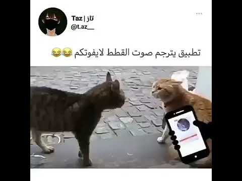 فيديو: القط يحطم الرقم القياسي العالمي لأعلى صوت قرقرة