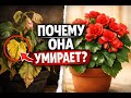 Бегония в горшке почему она умирает, даже если вы всё делаете правильно.