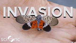 Beware The Spotted Lanternfly