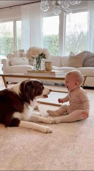 waoo waoo adorable dog #funny #baby #cutepet #dog #cuteanimal