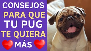 ❤✅❤ Como hacer que tu PUG te Quiera MÁS 2022