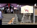 秋田犬　初詣に行く　【秋田犬ゆう太】