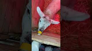 Lambs Enjoying Their Bottle🐑🍼 #foryou #farming #cute #farmlife #ireland #farm #lamb #sheep