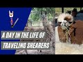 A Day In The Life of a Traveling Shearer