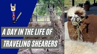 A Day In The Life of a Traveling Shearer