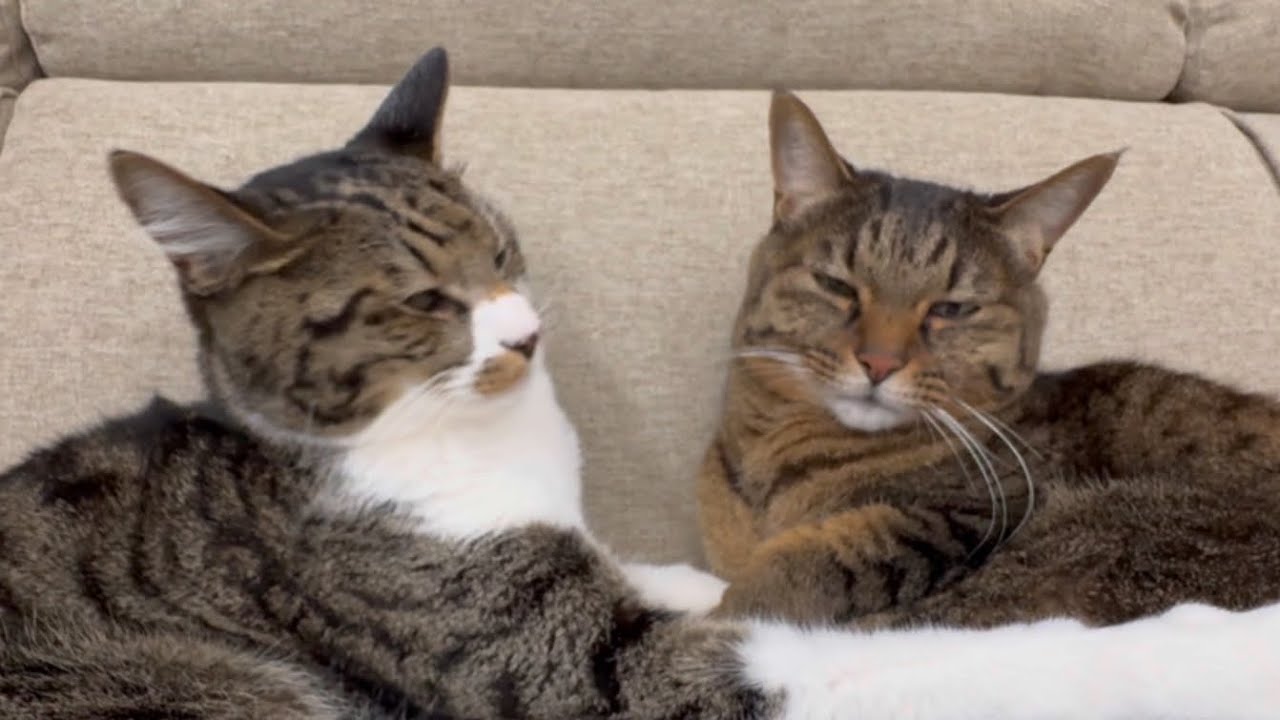 【仲良し】マッタリももともち【たまに険悪】