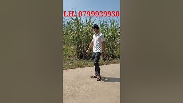 ( đã bán) Bán đất nền Xã Minh Tân Huyện Dầu Tiếng Bình Dương. 5x51m thổ cư 100m2 Giá 690 Triệu