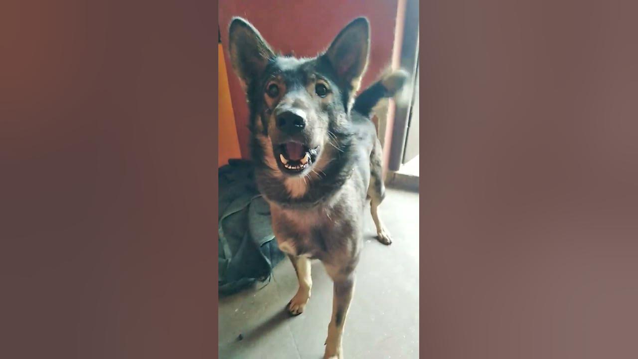 jarman-safed-dog-injoyall-guys-puppyshort-s-youtube