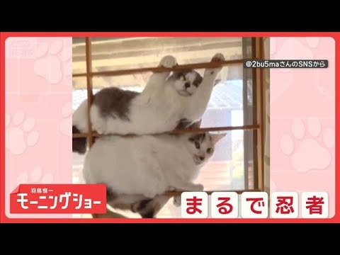 Like a Ninja!? Stuck to the Shoji Frame Not Moving an Inch: A