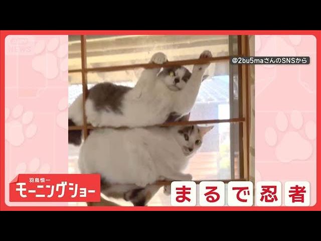 Like a Ninja!? Stuck to the Shoji Frame Not Moving an Inch: A