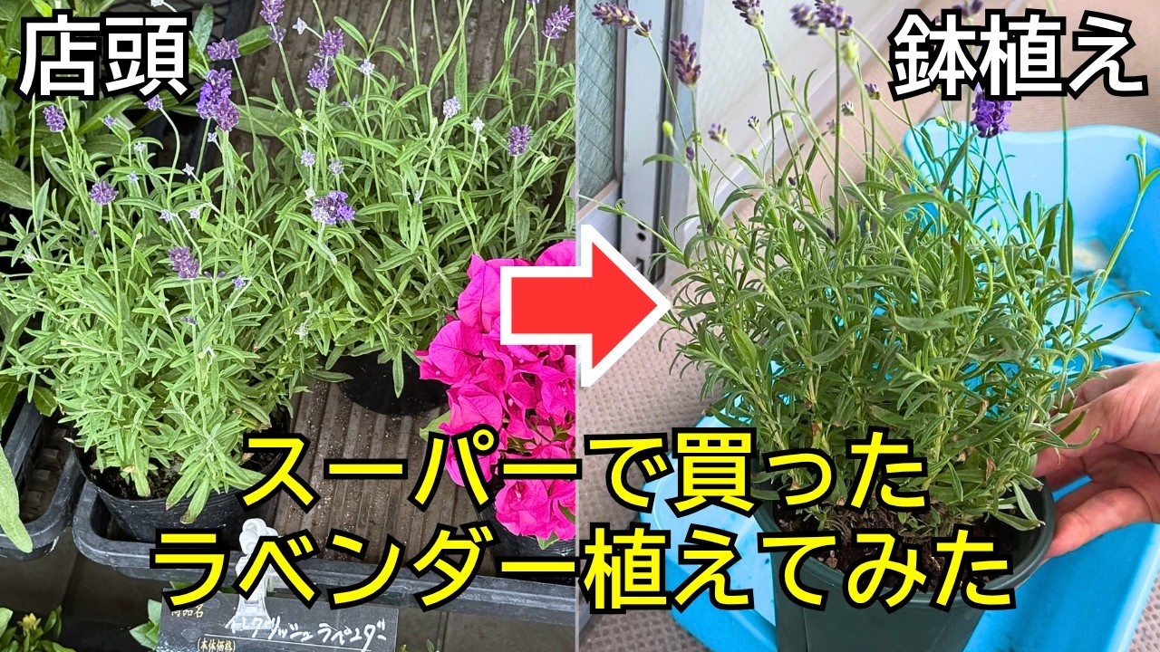 無理しない園芸】スーパーで買った苗を植えてみた【4階ベランダ栽培 