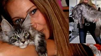 Maine Coon Cat Black Silver Youtube