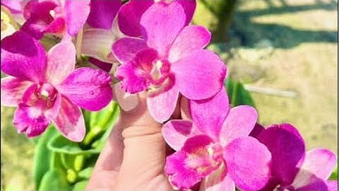 Hồ điệp vũ nữ sonha đồng tiền chuối☎️0903177978 cho em xin tim folow ạ