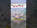 雄ライオンの最後の誇り！ 草原に静かに立つ姿！ #ライオン #草原の王 #野生動物 #生命の物語 #動物観察