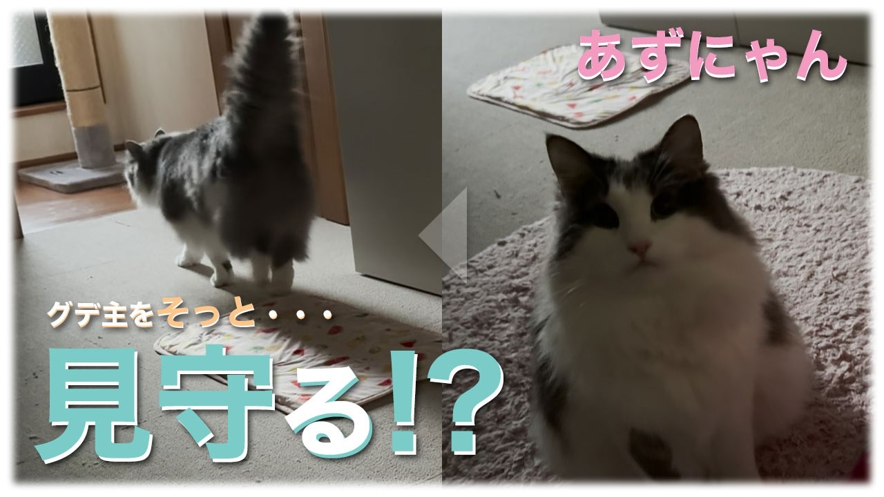 あずにゃん、🐈💨起こしに来るの❓来ないの❓　主🛌💤寝たフリしてみました🙏😅【猫　サイベリアン　あずき】[vol.240]