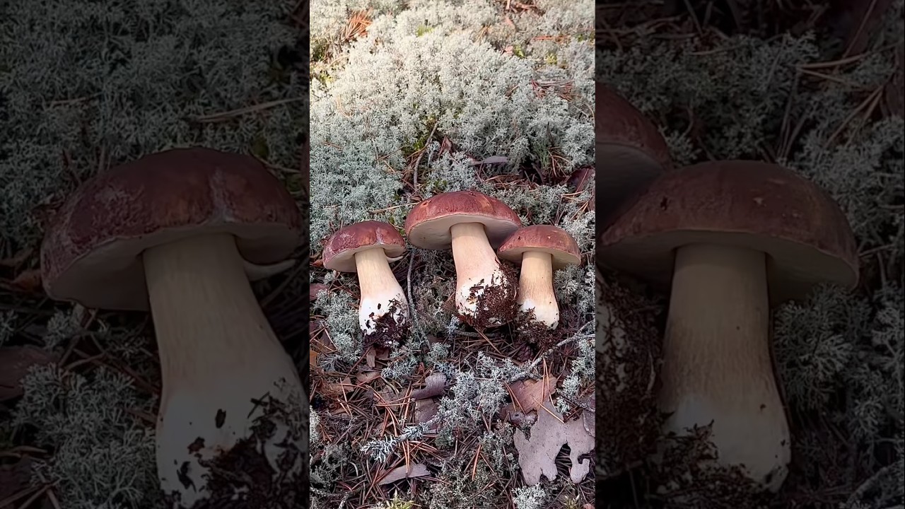 СЧАСТЬЕ ВЫГЛЯДИТ ТАК! Сказочная Карелия