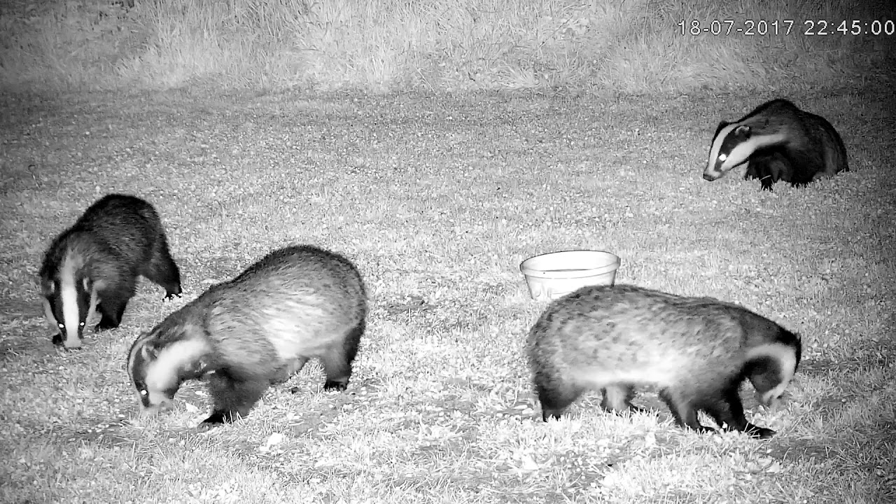 england traduccion Four busy badgers feeding