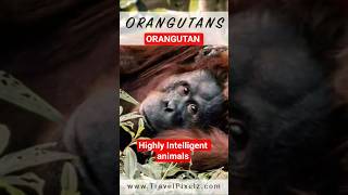 #animalfacts #orangutan #inteligent #animal #precaution #women #close