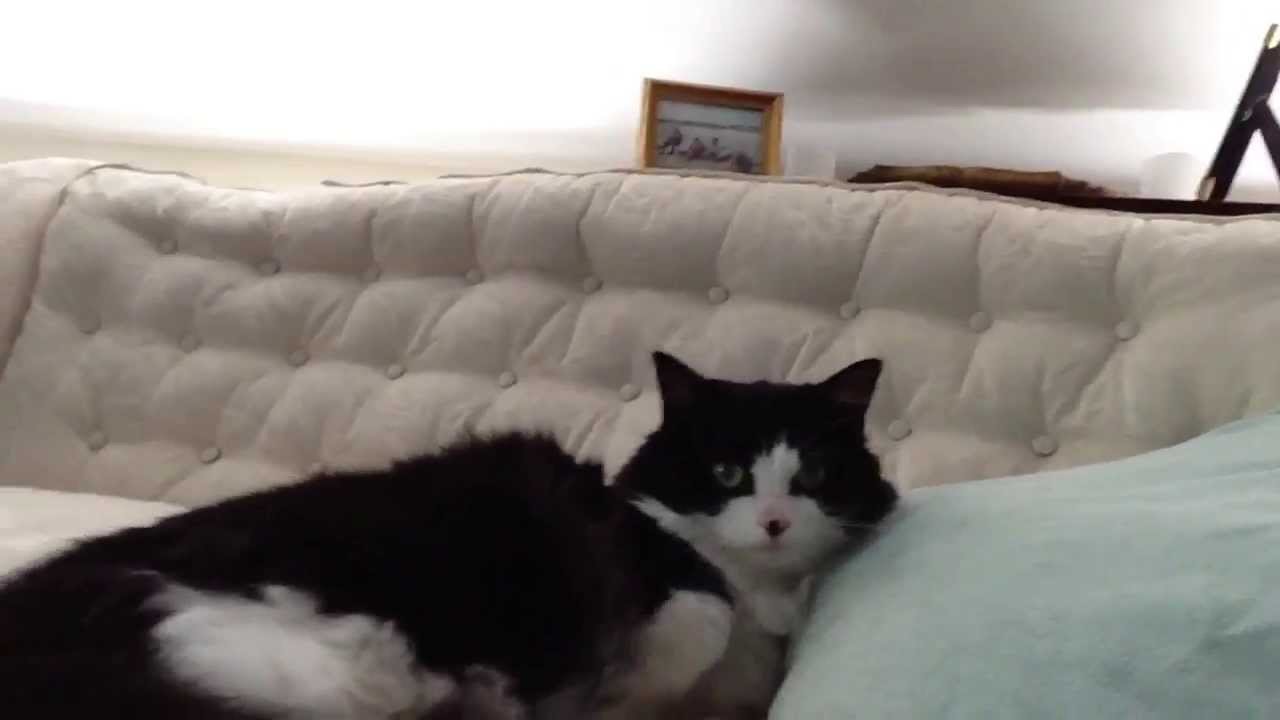 Polly the cat camera iphone 8 plus apk