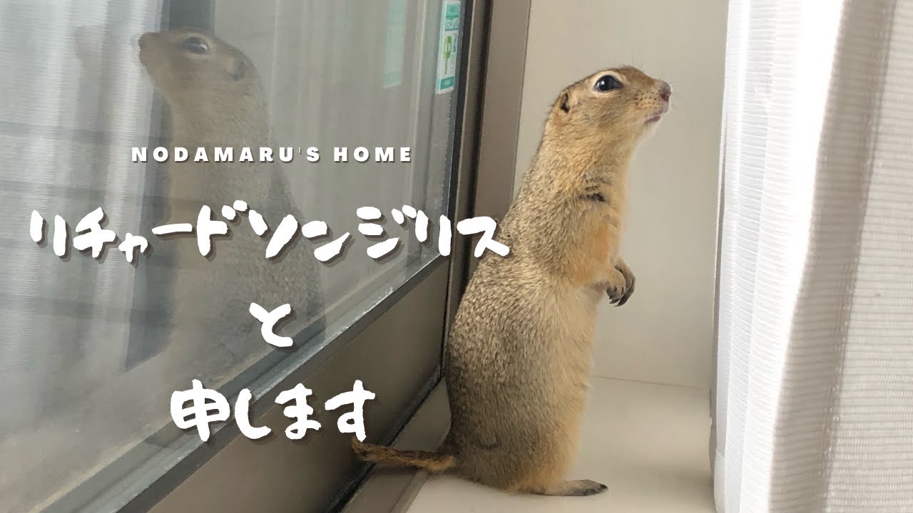よく慣れたリチャードソンジリス　2022.3ぐらい生まれ はじめまして】【リチャードソンジリス】新しい家族が増えました - YouTube