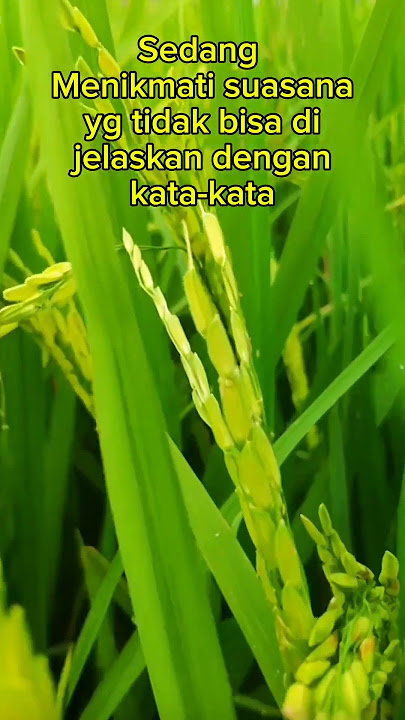 Jalan'