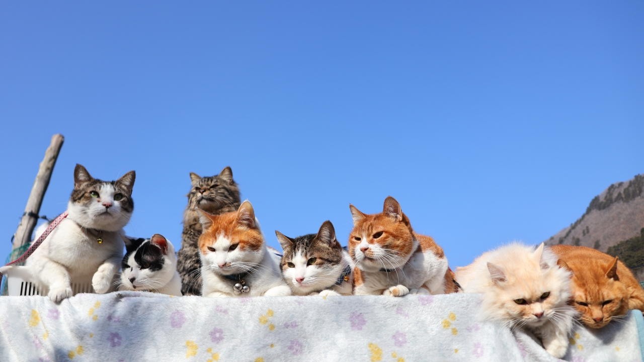 青空の8匹の猫 260412 - YouTube