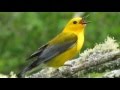 Prothonotary Warbler singing in a tree