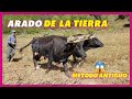 ARADO DE LA TIERRA | CON YUNTA DE BUEYES