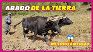 ARADO DE LA TIERRA | CON YUNTA DE BUEYES