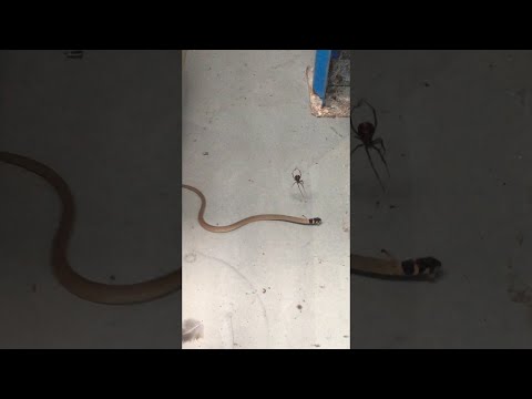 Redback Spider Catches